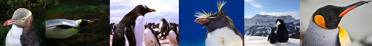 Penguins - Our Antarctic Friends thumbnails