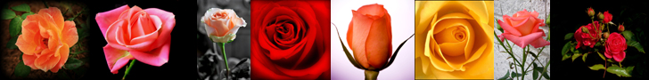 Poses of Roses