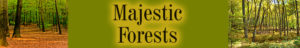 Majestic Forests
