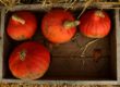 four small orange pumpkins in a crate DIY fall decor