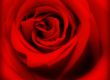 roses,day,valentine’s,love,romantic,red,color,communicate