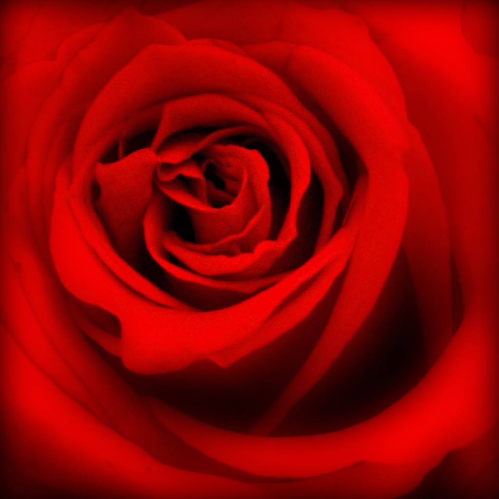 roses,day,valentine’s,love,romantic,red,color,communicate