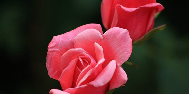 rose-140853_640 care spring summer roses