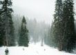 https://pixabay.com/en/snow-snowing-trees-evergreen-1246175/