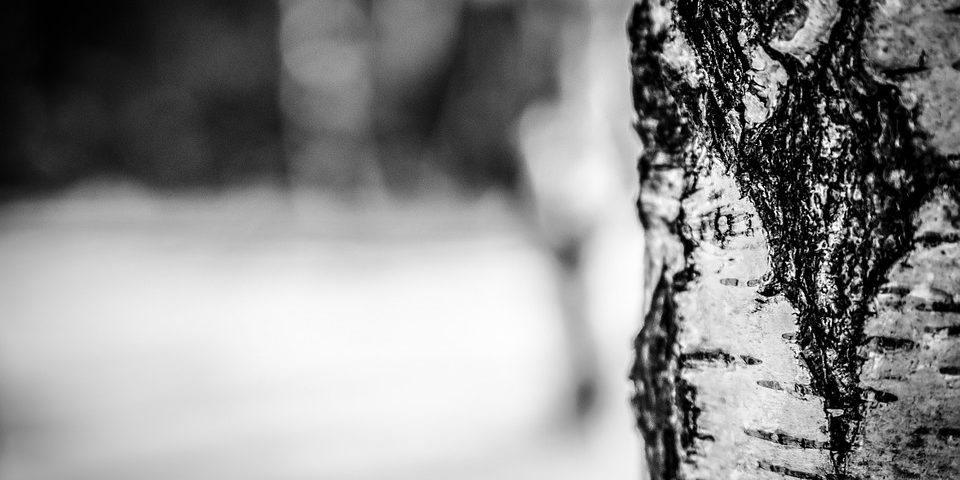 https://pixabay.com/en/winter-snow-tree-nature-birch-260831/