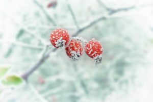https://pixabay.com/en/winter-frost-snow-654442/
